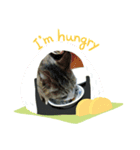 O-suke the cat（個別スタンプ：7）