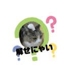O-suke the cat（個別スタンプ：8）