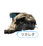 パグのびんちゃん（個別スタンプ：4）