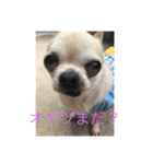 小次郎小梅武蔵フォト（個別スタンプ：5）