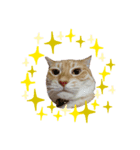 ニャンズ4nyan（個別スタンプ：1）