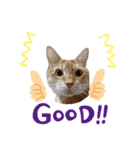 ニャンズ4nyan（個別スタンプ：6）