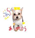 家の、ワンちゃん（個別スタンプ：3）