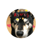 柴犬三姉妹（個別スタンプ：1）