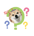 柴犬三姉妹（個別スタンプ：2）