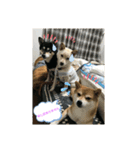 柴犬三姉妹（個別スタンプ：3）