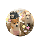 柴犬三姉妹（個別スタンプ：4）