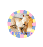 柴犬三姉妹（個別スタンプ：5）