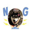 柴犬三姉妹（個別スタンプ：6）
