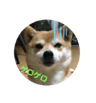 柴犬三姉妹（個別スタンプ：7）
