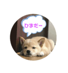 柴犬三姉妹（個別スタンプ：8）