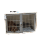 ぷぷまるくん（個別スタンプ：6）