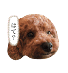 ぷぷまるくん（個別スタンプ：7）