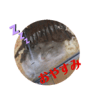 ハムスタースタンプ①（個別スタンプ：5）