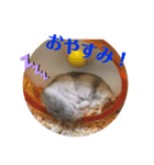 ハムスタースタンプ①（個別スタンプ：7）