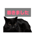 黒猫さんと白猫さん2【実写】（個別スタンプ：1）