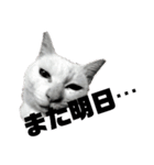 黒猫さんと白猫さん2【実写】（個別スタンプ：2）