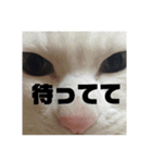 黒猫さんと白猫さん2【実写】（個別スタンプ：3）