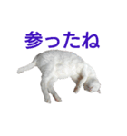 黒猫さんと白猫さん2【実写】（個別スタンプ：5）