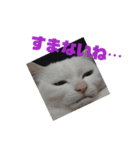 黒猫さんと白猫さん2【実写】（個別スタンプ：7）