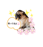 ちーぱぐ☆サクラ（個別スタンプ：7）