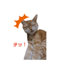 ニャンズ3nyan（個別スタンプ：1）