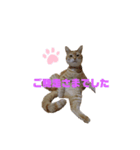 ニャンズ3nyan（個別スタンプ：2）