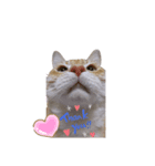 ニャンズ3nyan（個別スタンプ：3）