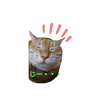 ニャンズ3nyan（個別スタンプ：6）