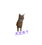 ニャンズ3nyan（個別スタンプ：7）