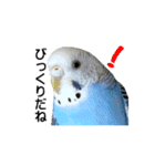 インコとの会話（個別スタンプ：1）