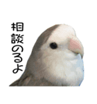 インコとの会話（個別スタンプ：3）