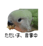 インコとの会話（個別スタンプ：4）