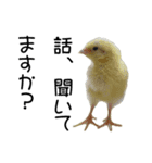 インコとの会話（個別スタンプ：5）