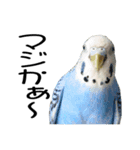 インコとの会話（個別スタンプ：7）