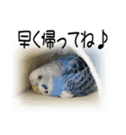 インコとの会話（個別スタンプ：8）