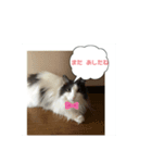 ねこねこねこじるたそ（個別スタンプ：2）