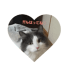 ねこねこねこじるたそ（個別スタンプ：3）