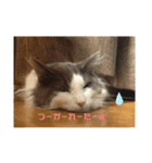 ねこねこねこじるたそ（個別スタンプ：4）