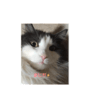 ねこねこねこじるたそ（個別スタンプ：6）
