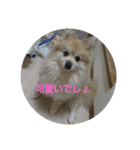 天然チョコ（個別スタンプ：8）