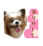 パピヨンのリーチくん（個別スタンプ：3）
