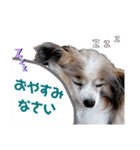 パピヨンのリーチくん（個別スタンプ：8）