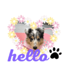 MyLovelyDog日常に使えるスタンプ♡（個別スタンプ：1）