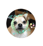 MyLovelyDog日常に使えるスタンプ♡（個別スタンプ：2）