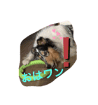 MyLovelyDog日常に使えるスタンプ♡（個別スタンプ：3）