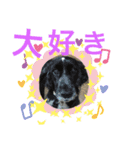 MyLovelyDog日常に使えるスタンプ♡（個別スタンプ：5）