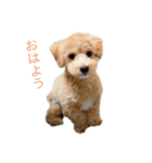 ラウレアちゃん（個別スタンプ：3）