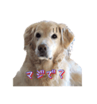 West  cuteラッキー♡（個別スタンプ：8）
