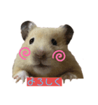 キンクマハムスターのいちごちゃん。3（個別スタンプ：1）